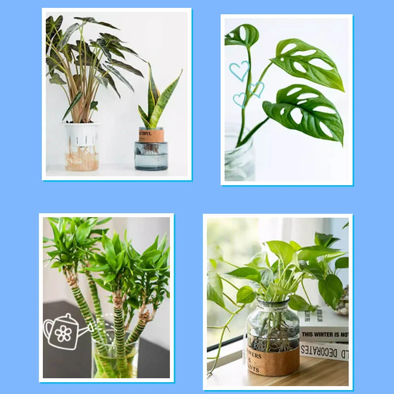 Universal nutrient solution for flowering potted plants - Image 3