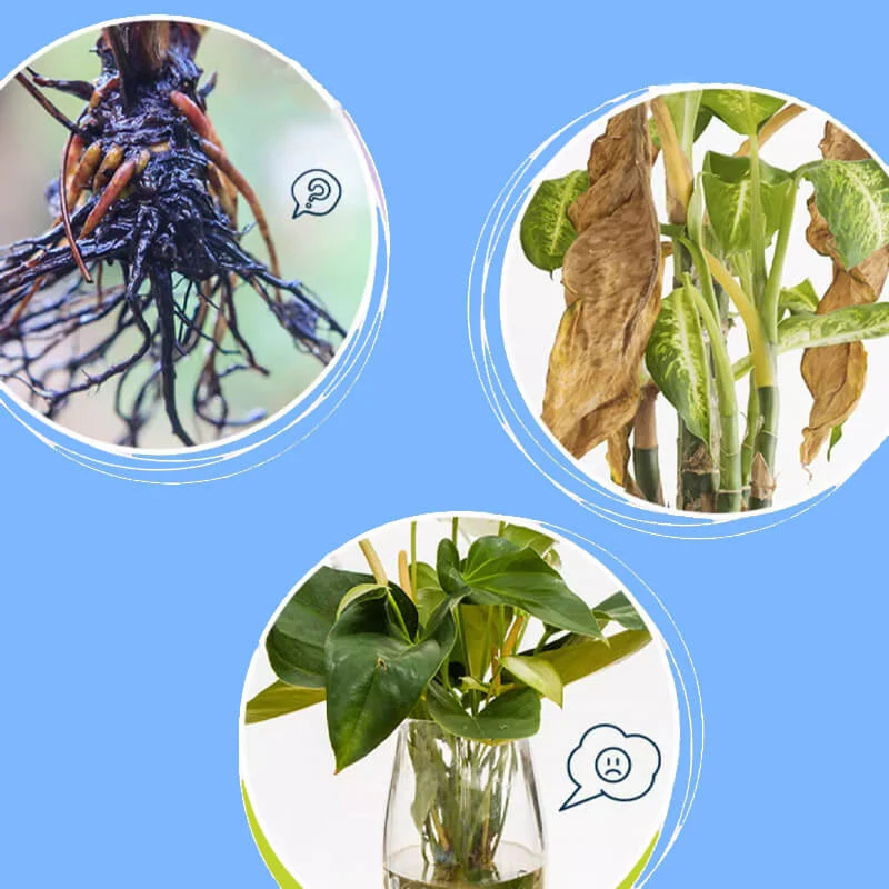 Universal nutrient solution for flowering potted plants - Image 2